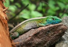 Imagen Bosque del Chocó 